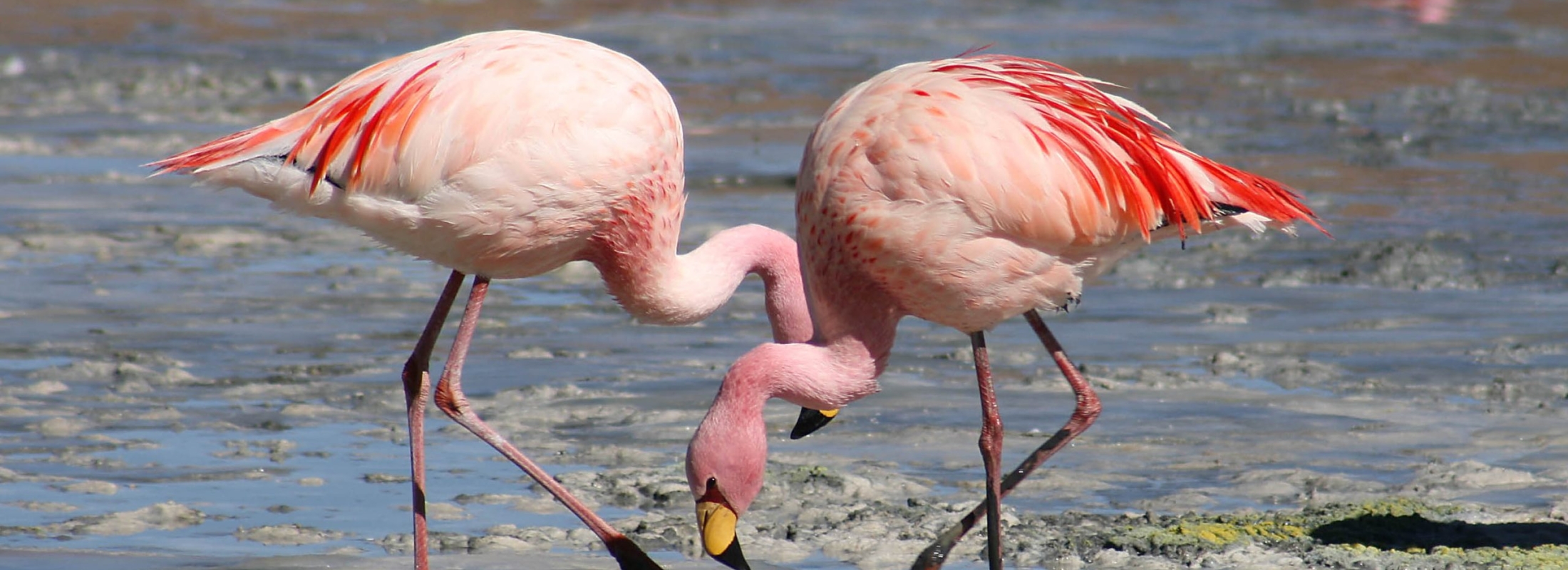 Flamingos Near Salar De Uyuni Ruta Verde Tours