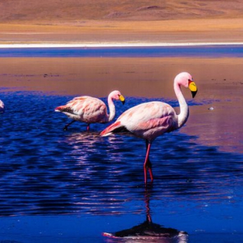 3 day Uyuni Salt Flats Tour - Ruta Verde Tours