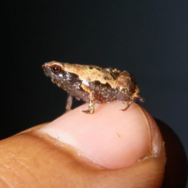 Biodiversity of Bolivia - Ruta Verde Tours