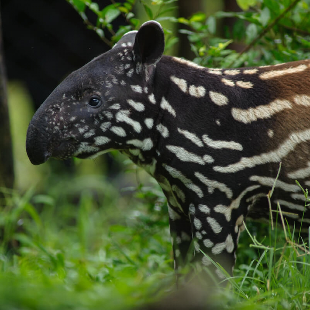 Pantanal Tour - Ruta Verde Tours