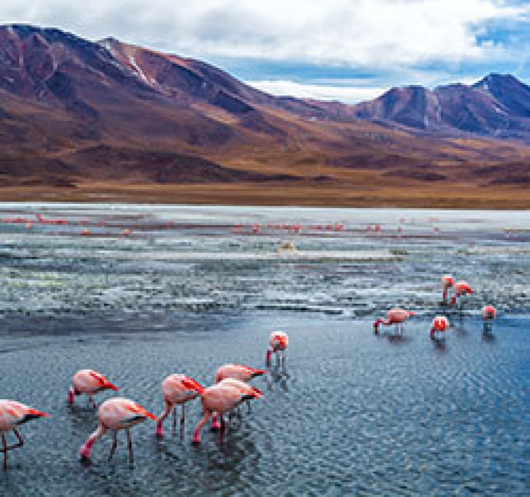 Tours in Bolivia - Dutch Bolivian Travel Agency - Ruta Verde Tours