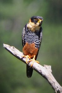 Orange-breasted falcon