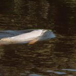 Pink river dolphin - Los Fierros, Noel Kempff Mercado National Park.