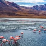 Flamingos during the Uyuni salt flats tour